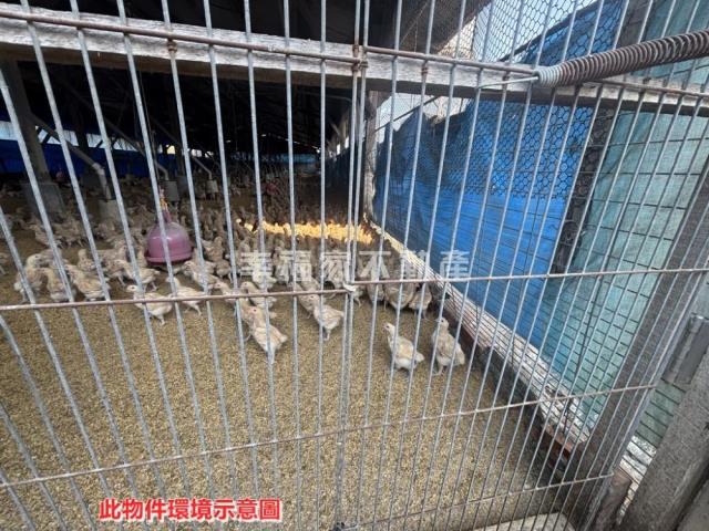 後壁畜牧設施雞舍-4