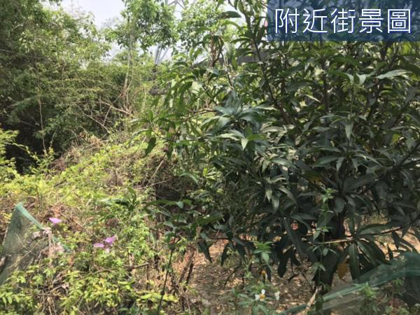 安南農地-1