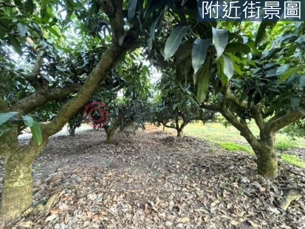 台南楠西農地-10
