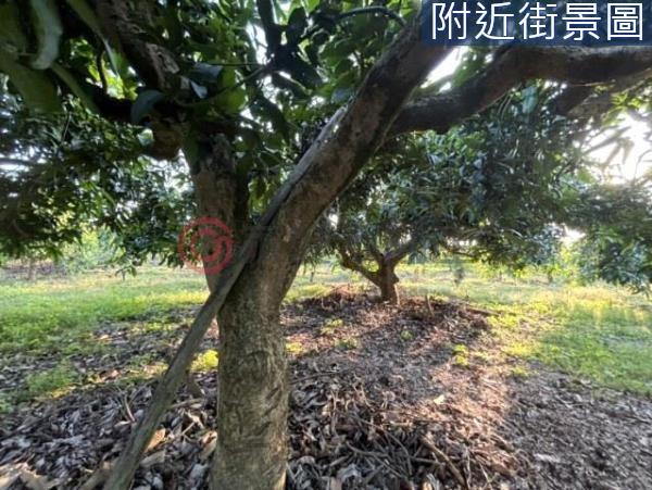 台南楠西農地-0