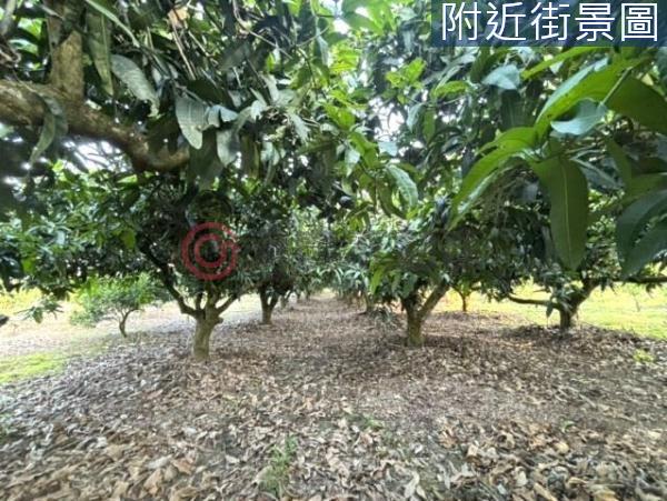 台南楠西農地-4