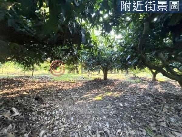 台南楠西農地-7